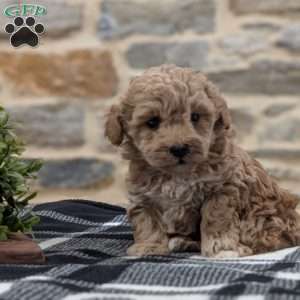 Asher, Cavapoo Puppy